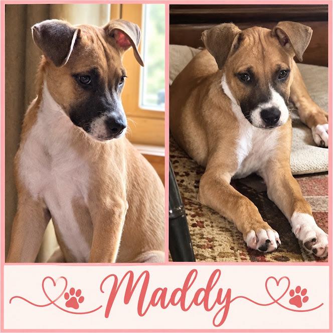 Enlarge Maddy, a Adoptable mixed breed in Zimmerman, MN image 2/2