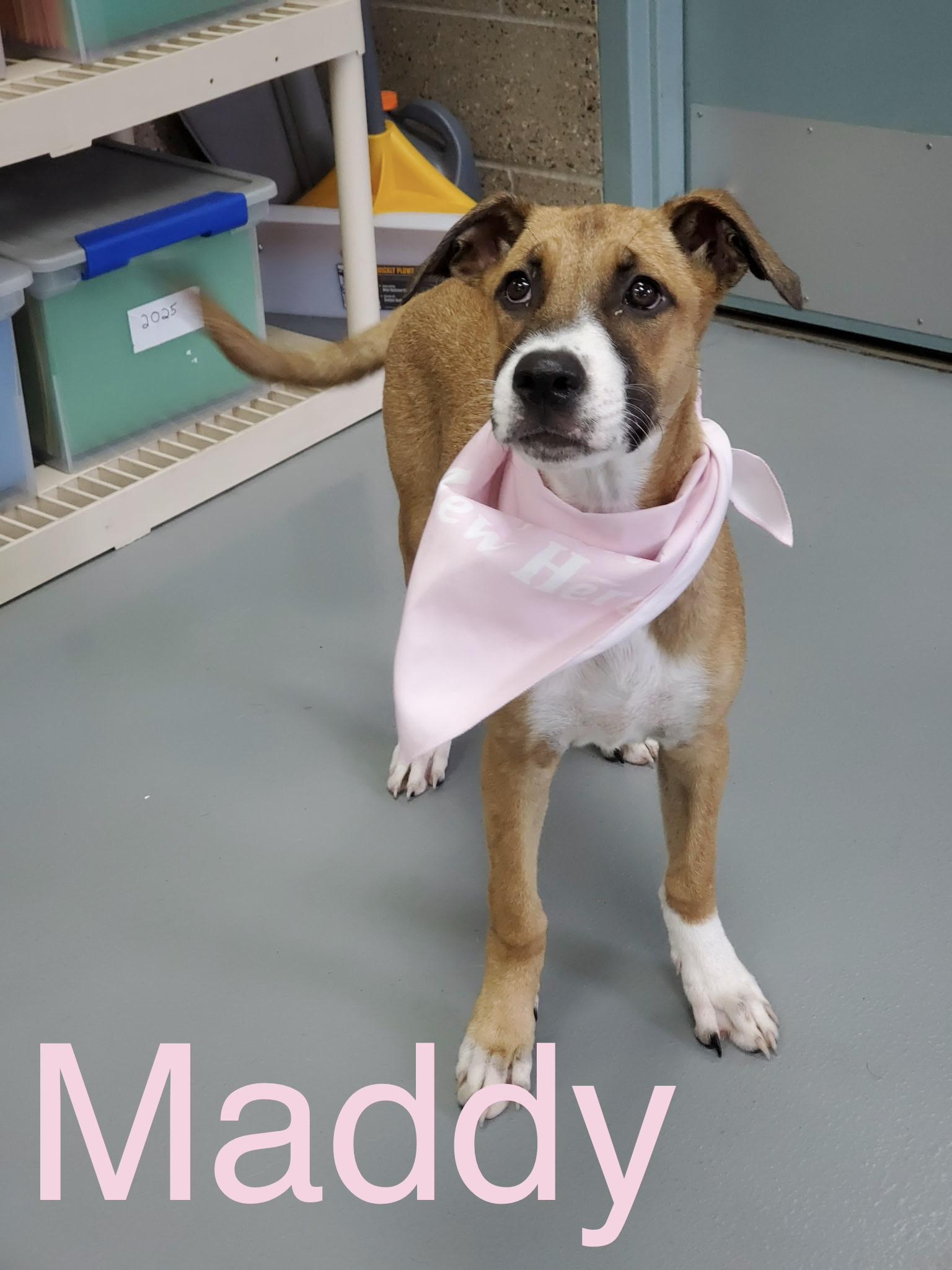 Maddy, Adoptable, Puppy Female Pit Bull Terrier & Mixed Breed.