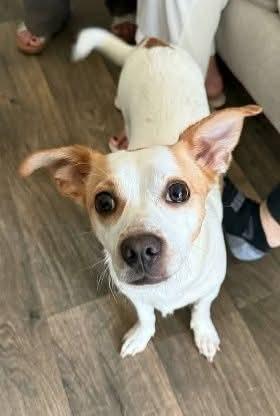 Bart, Adoptable, Adult Male Chihuahua.