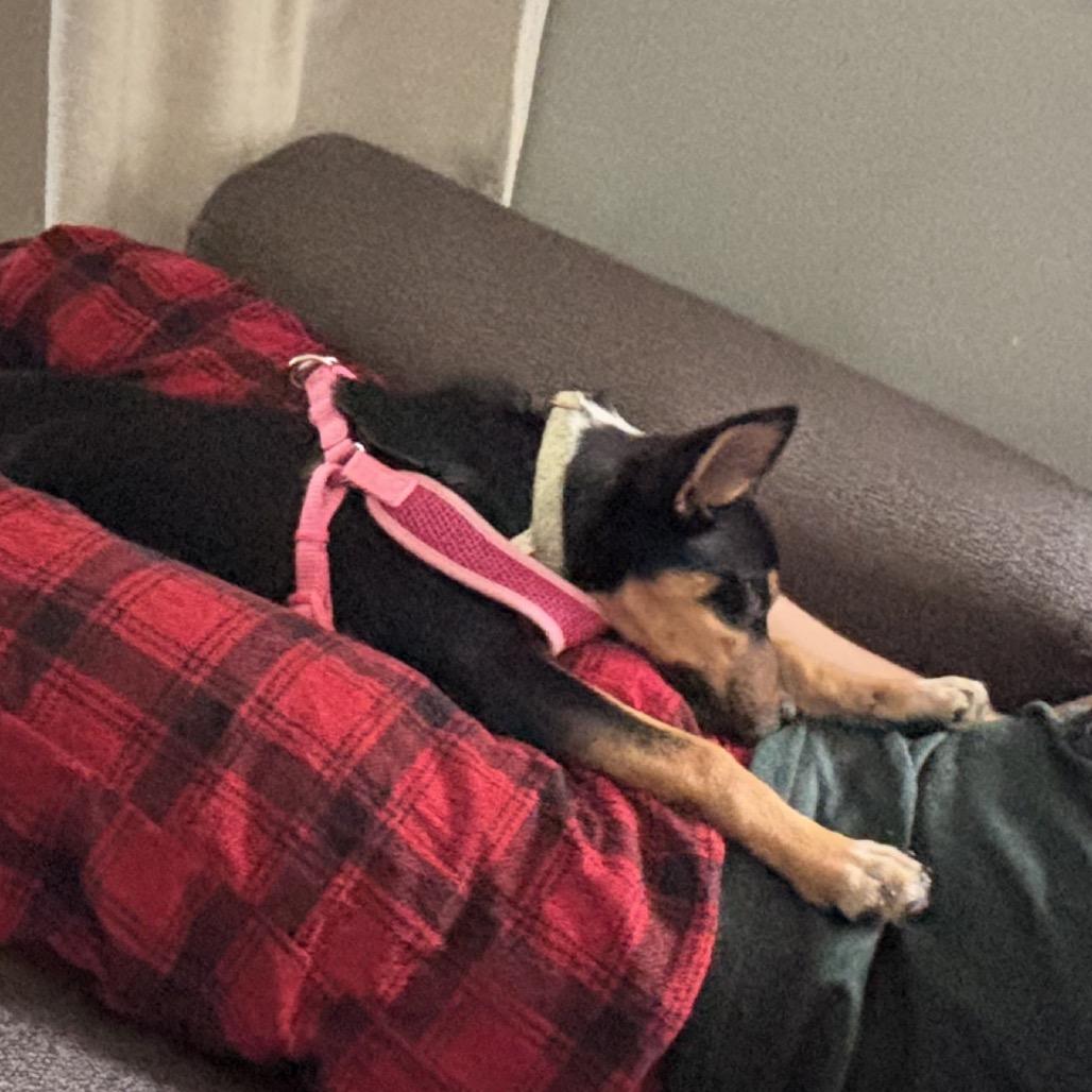 Willeigh 22834, Adoptable, Puppy Female Miniature Pinscher & Terrier.