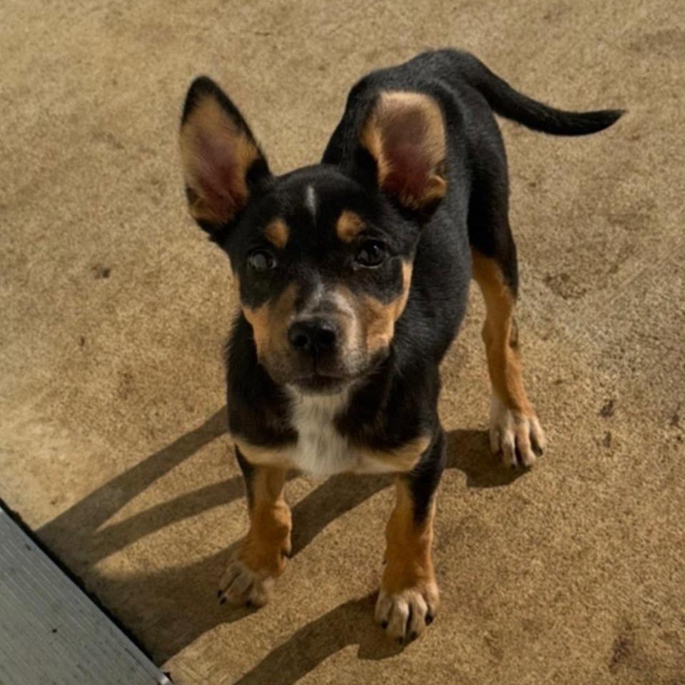 Enlarge Willeigh 22834, a Adoptable mixed breed in Minneapolis, MN image 2/5