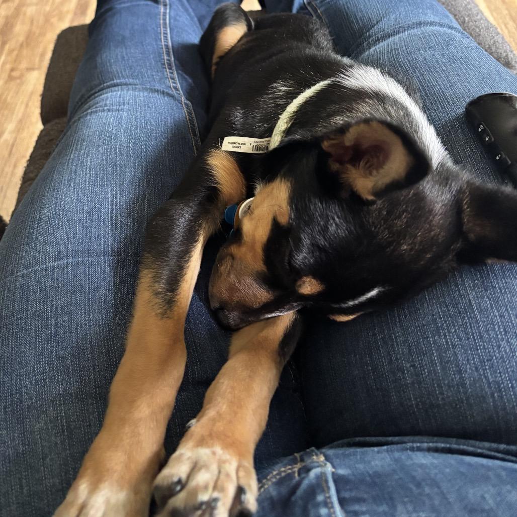 Enlarge Willeigh 22834, a Adoptable mixed breed in Minneapolis, MN image 3/5