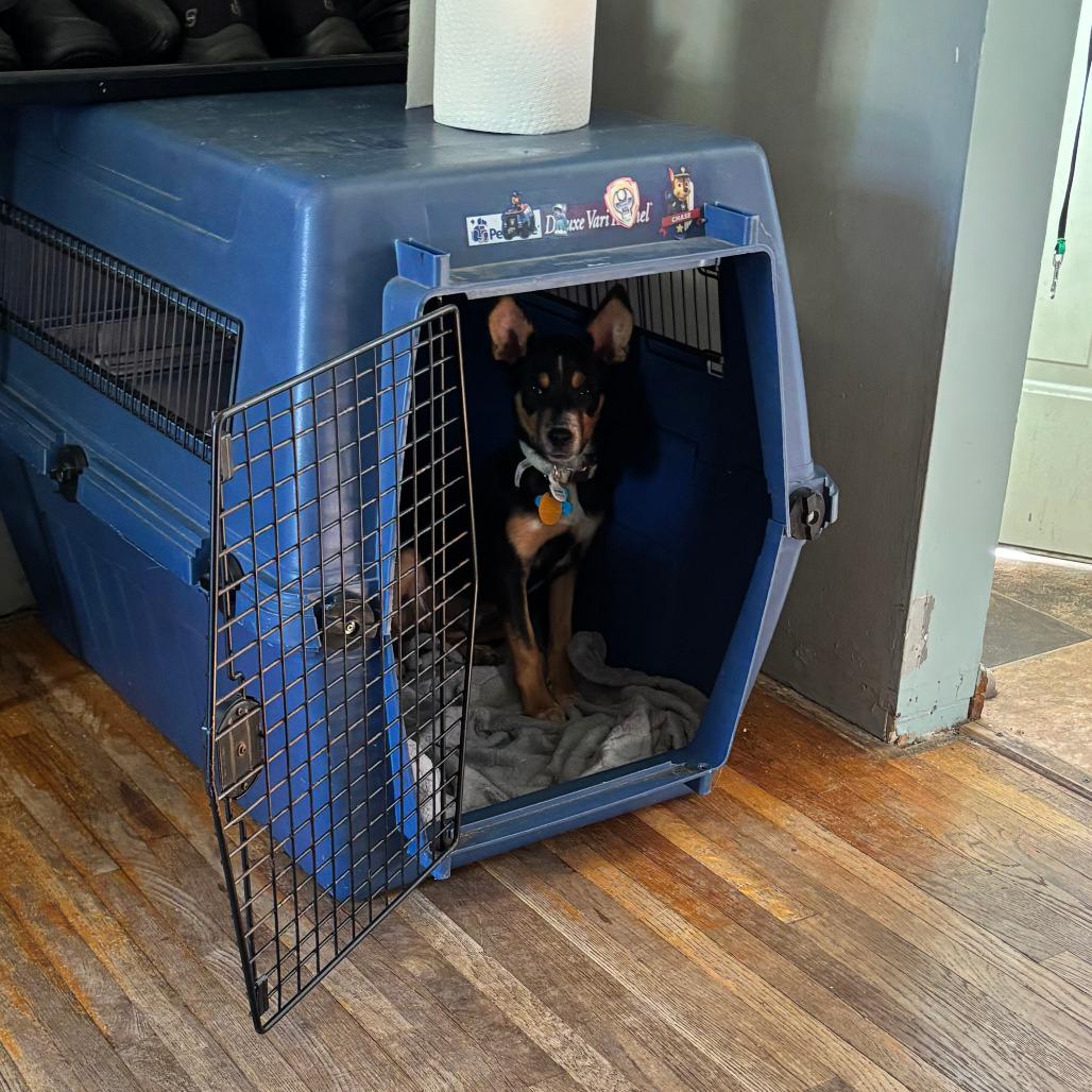 Enlarge Willeigh 22834, a Adoptable mixed breed in Minneapolis, MN image 4/5
