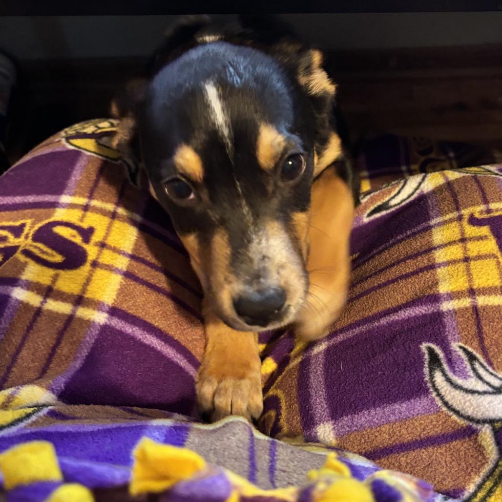Enlarge Willeigh 22834, a Adoptable mixed breed in Minneapolis, MN image 5/5