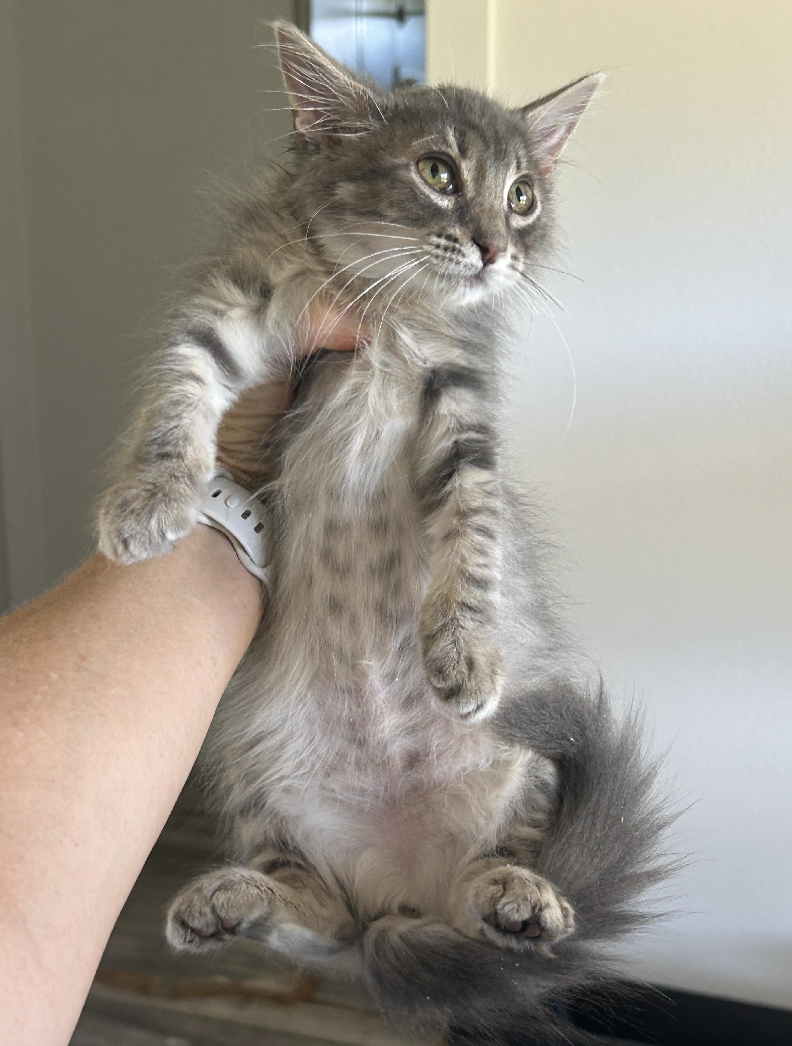 Liza, Adoptable, Kitten Female Domestic Medium Hair.