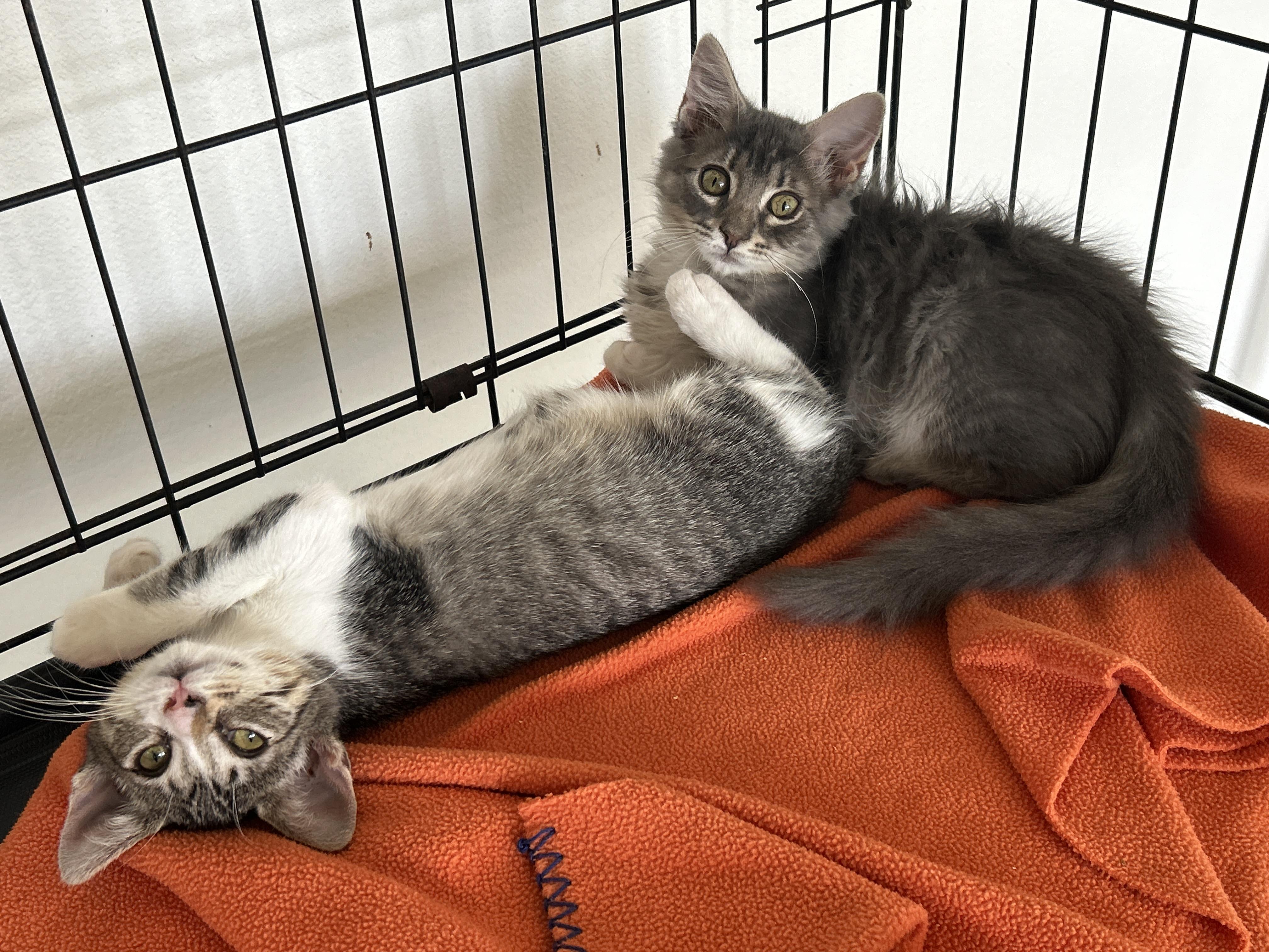 Enlarge Liza, a Adoptable Domestic Medium Hair in Marble Falls, TX image 5/5