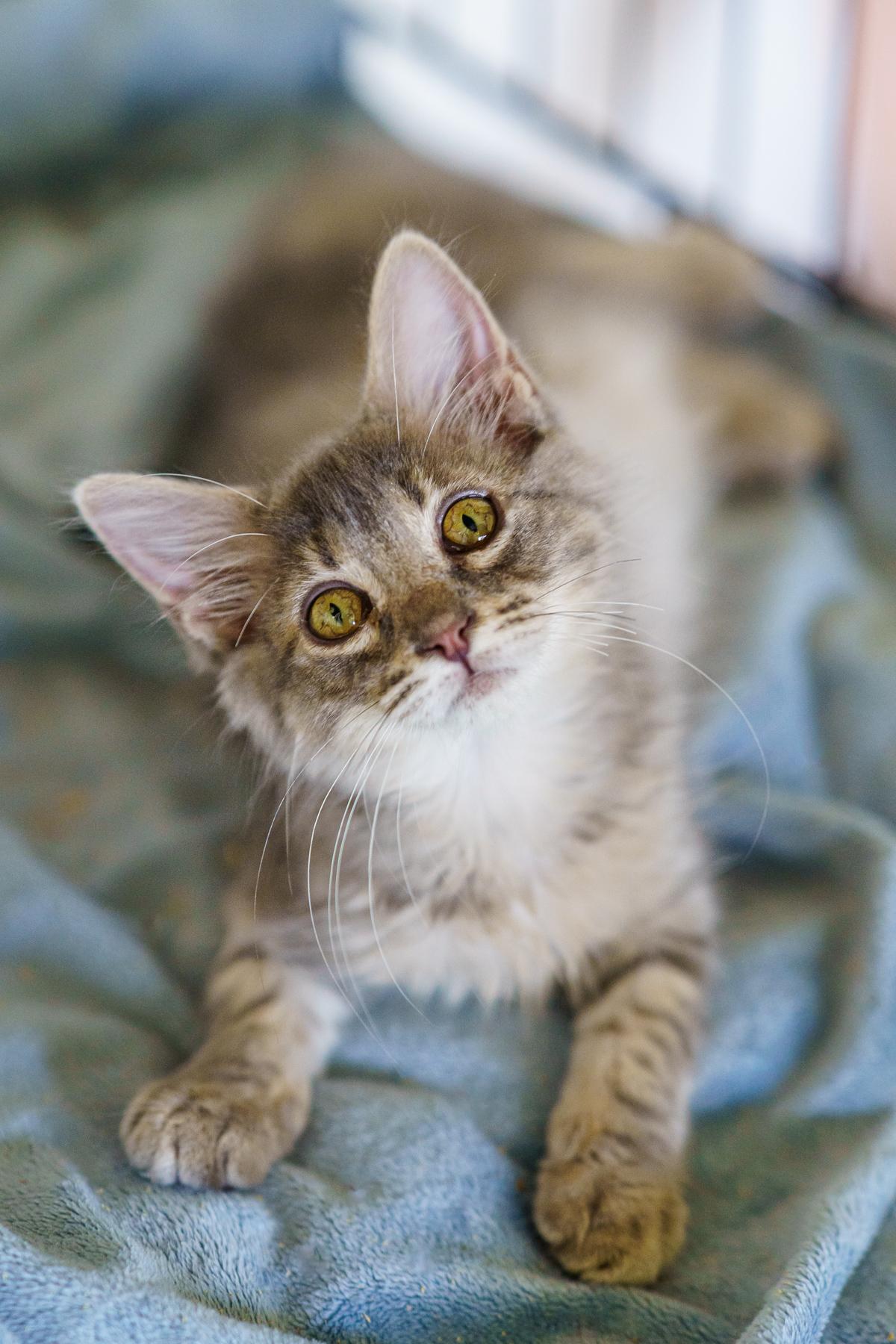 Enlarge Liza, a Adoptable Domestic Medium Hair in Marble Falls, TX image 3/5