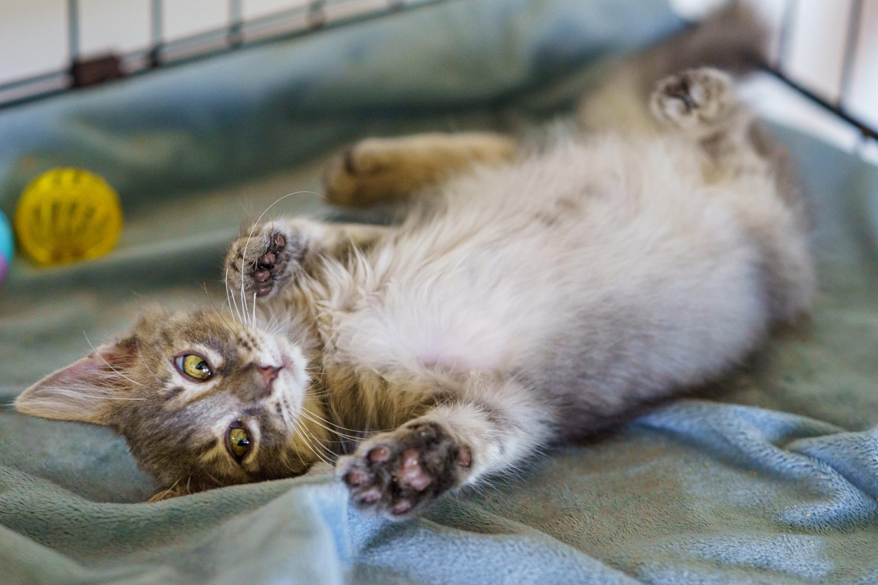 Enlarge Liza, a Adoptable Domestic Medium Hair in Marble Falls, TX image 2/5