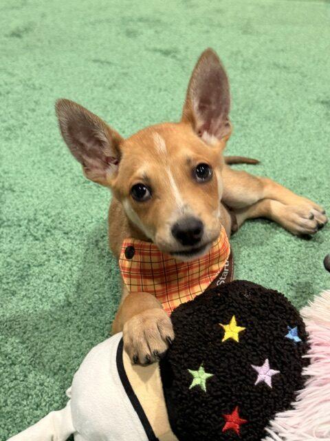 Matey, a Adoptable mixed breed in Henderson, NV image 1/4