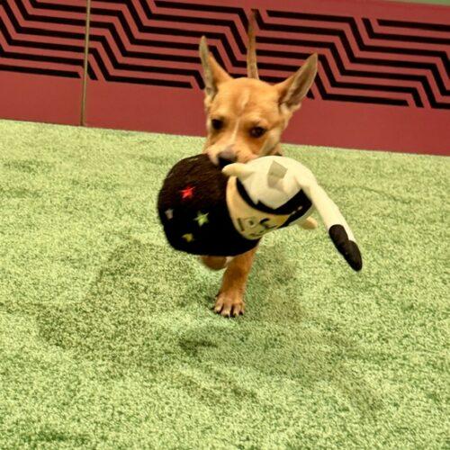 Matey, Adoptable, Puppy Male Australian Cattle Dog / Blue Heeler & Mixed Breed.