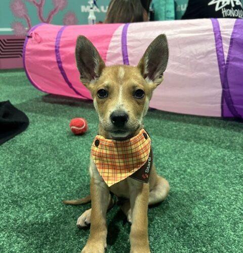 Matey, a Adoptable mixed breed in Henderson, NV image 3/4