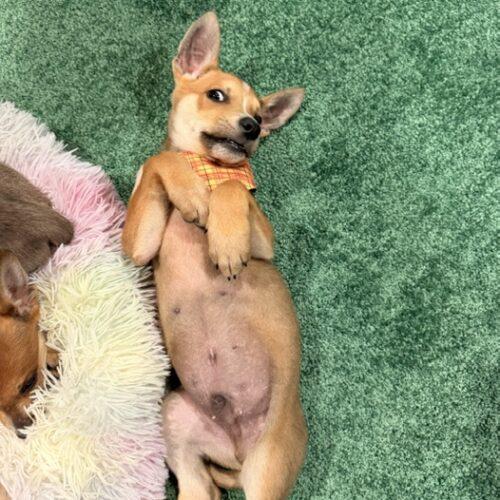 Matey, a Adoptable mixed breed in Henderson, NV image 4/4