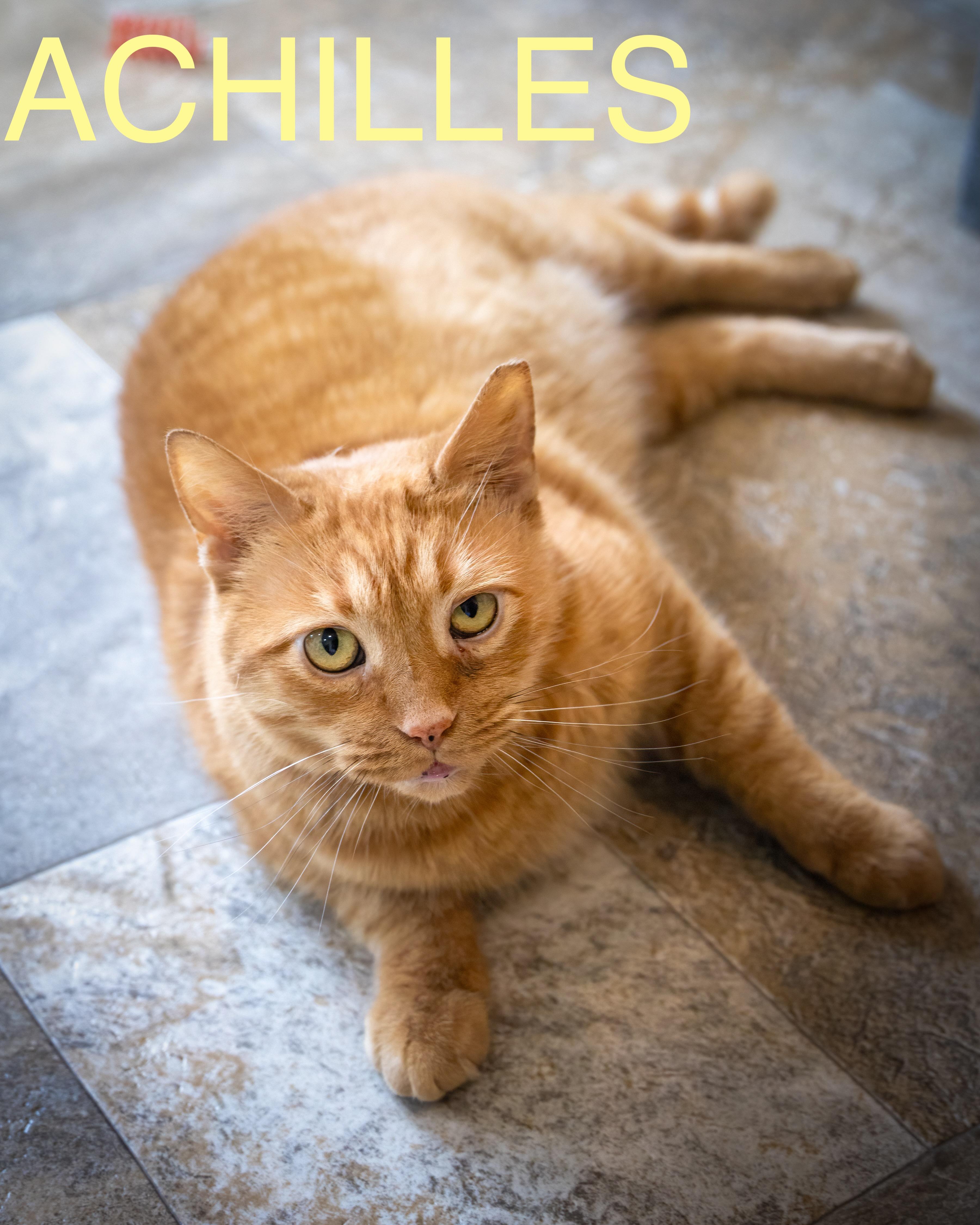 Achilles (FCID# 1/20/2025 - 55 Trainer)