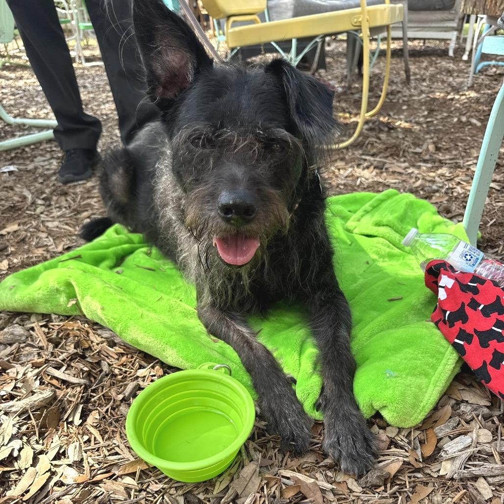 Chili Palmer, Adoptable, Senior Male Terrier.