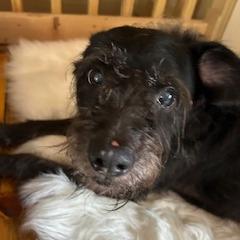 Enlarge Chili Palmer, a Adoptable mixed breed in Wimberley, TX image 2/6