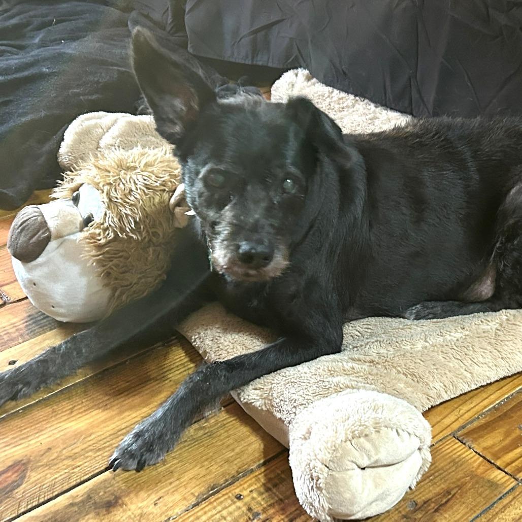 Enlarge Chili Palmer, a Adoptable mixed breed in Wimberley, TX image 3/6