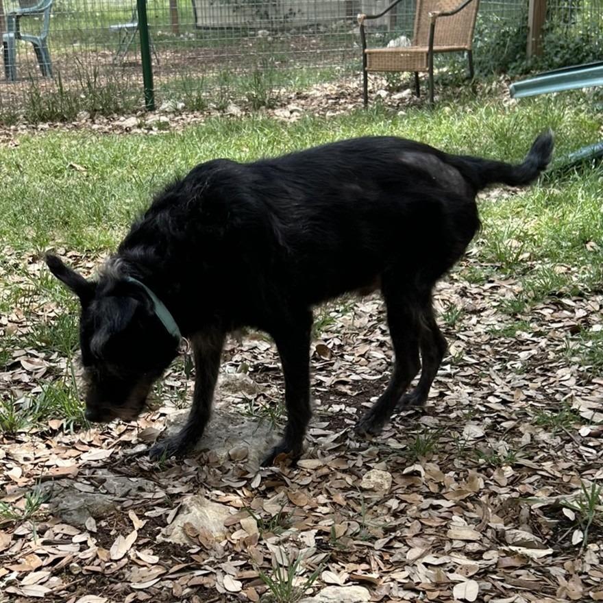 Chili Palmer, a Adoptable mixed breed in Wimberley, TX image 2/6