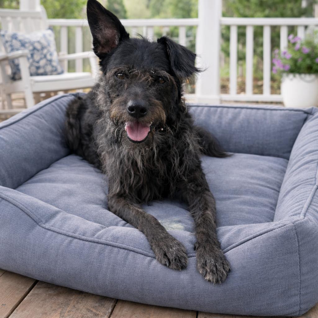 Chili Palmer, a Adoptable mixed breed in Wimberley, TX image 3/6