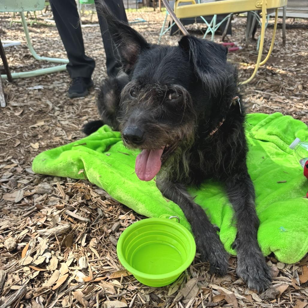 Chili Palmer, a Adoptable mixed breed in Wimberley, TX image 3/6