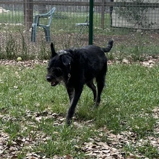 Chili Palmer, a Adoptable mixed breed in Wimberley, TX image 5/6