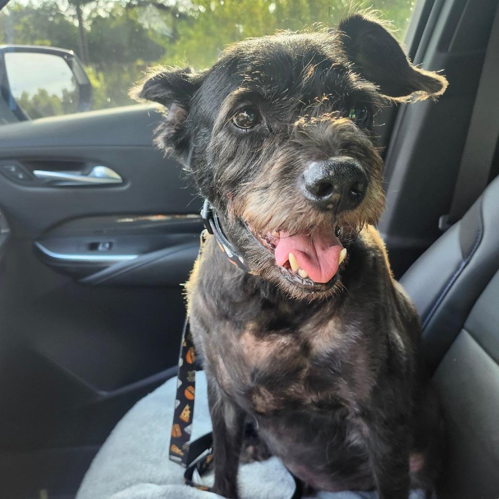 Chili Palmer, a Adoptable mixed breed in Wimberley, TX image 6/6