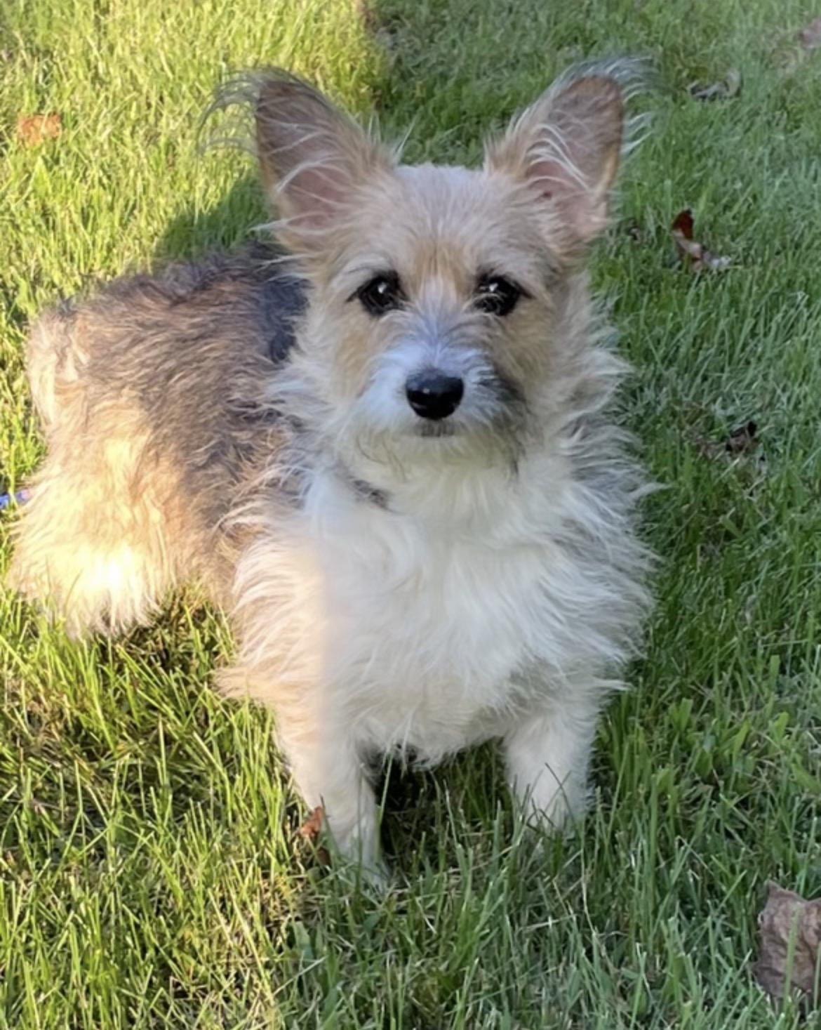 Sully & Taz, ADOPTABLE, Adult Female Corgi & Yorkshire Terrier.