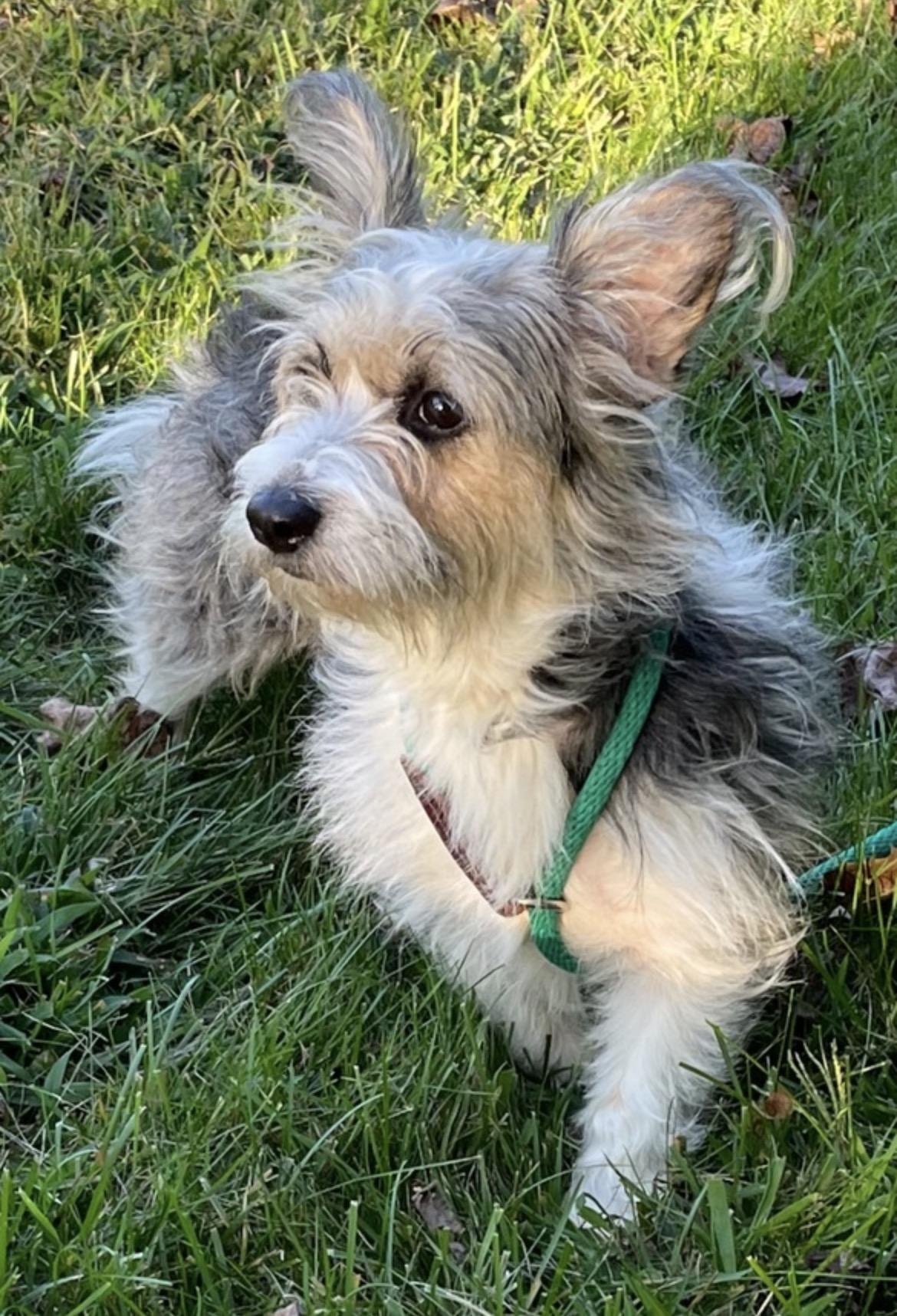 Enlarge Sully & Taz, a ADOPTABLE mixed breed in Lincoln University, PA image 2/2