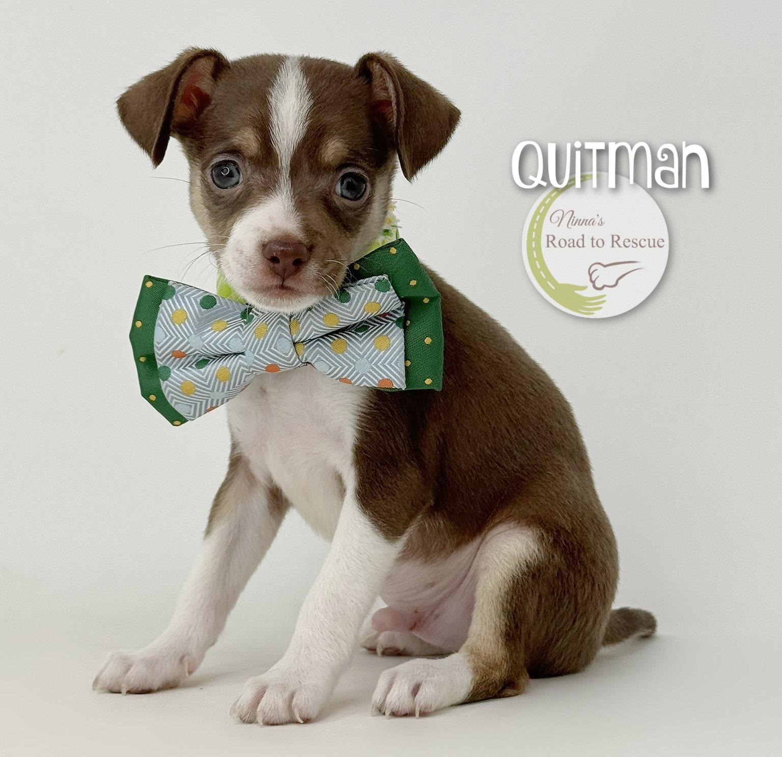Enlarge Quitman, a Adopted Chihuahua in Benton, LA image 1/1