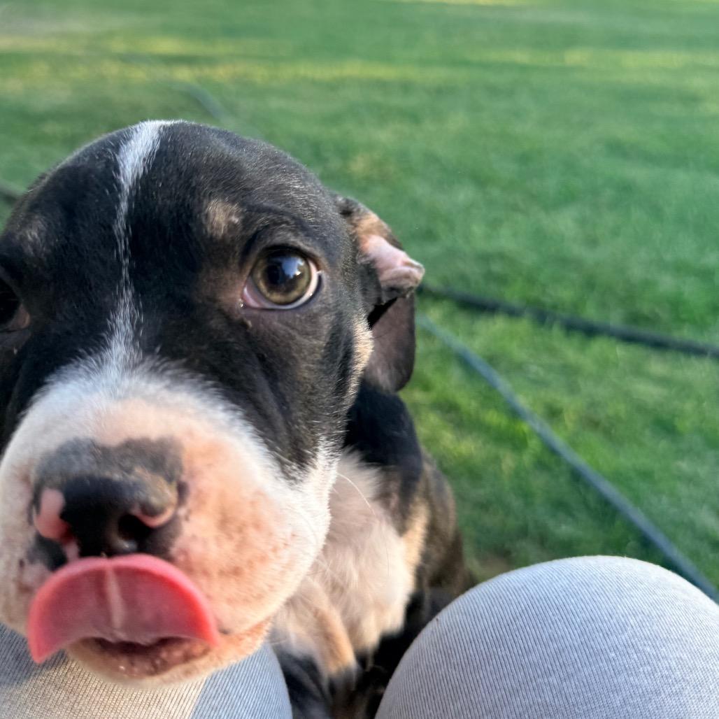 Fig, Adoptable, Puppy Male English Bulldog & Mixed Breed.