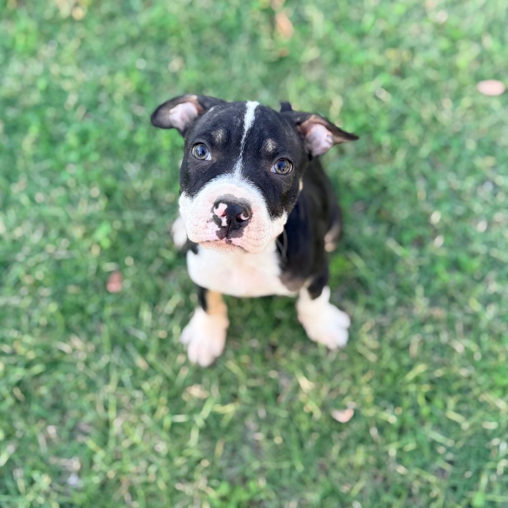 Enlarge Fig, a Adoptable mixed breed in Sacramento, CA image 2/3