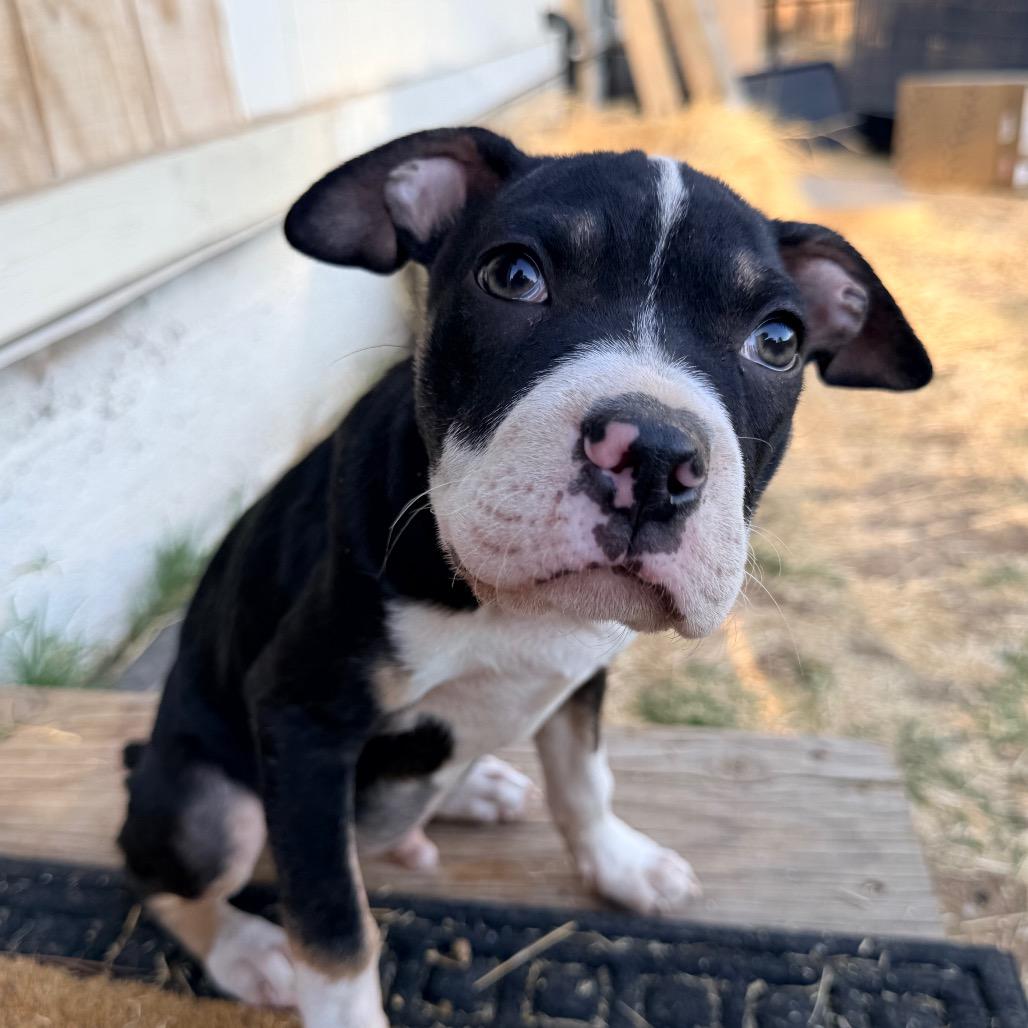 Enlarge Fig, a Adoptable mixed breed in Sacramento, CA image 3/3