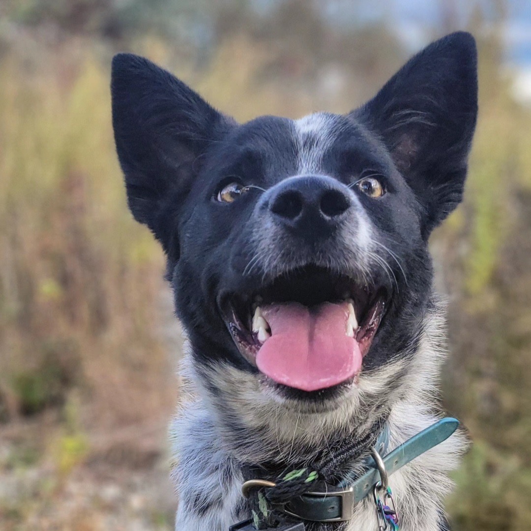 Dog for adoption Yabbo, an Australian Cattle Dog / Blue Heeler