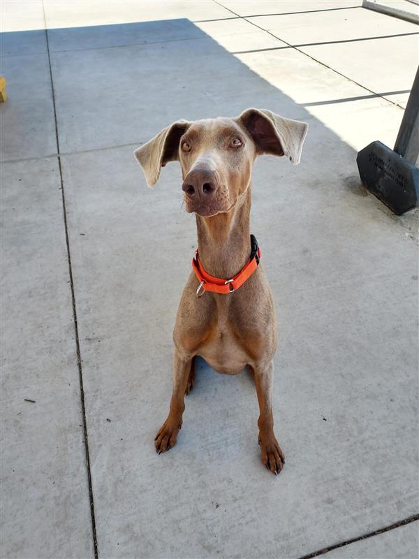 Roscoe, Adoptable, Adult Male Doberman Pinscher.