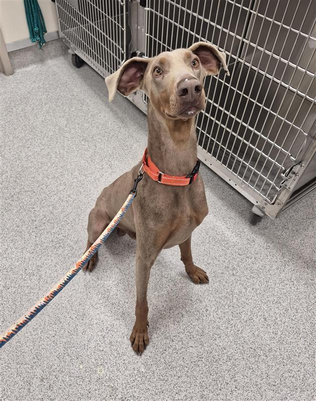 Enlarge Roscoe, a Adoptable Doberman Pinscher in Elk Grove, CA image 2/2