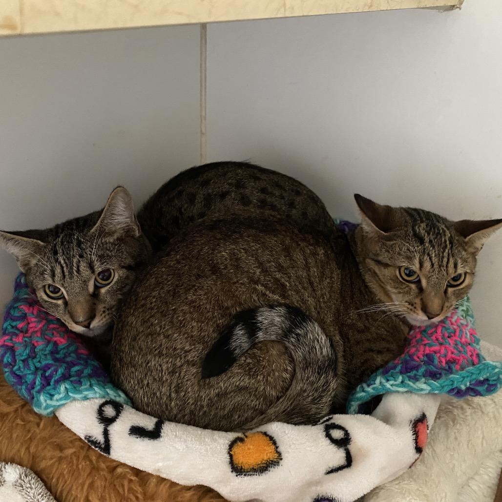 Enlarge Dusty, a Adoptable Domestic Short Hair in Sarasota, FL image 1/6