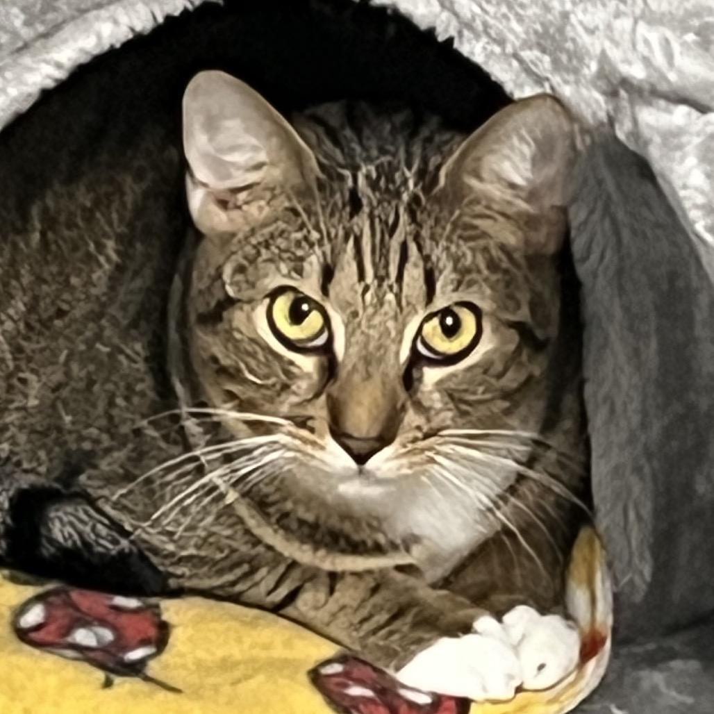 Enlarge Dusty, a Adoptable Domestic Short Hair in Sarasota, FL image 2/6
