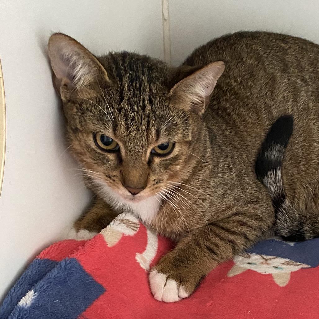 Enlarge Dusty, a Adoptable Domestic Short Hair in Sarasota, FL image 3/6