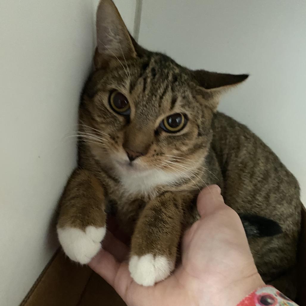 Enlarge Dusty, a Adoptable Domestic Short Hair in Sarasota, FL image 4/6