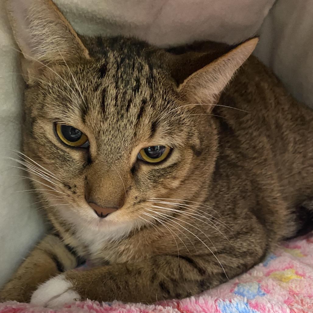 Enlarge Dusty, a Adoptable Domestic Short Hair in Sarasota, FL image 5/6