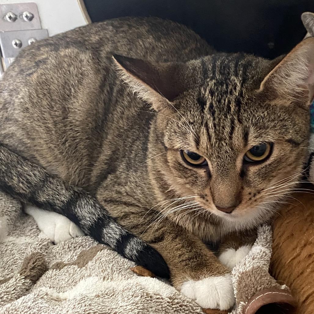 Enlarge Dusty, a Adoptable Domestic Short Hair in Sarasota, FL image 6/6