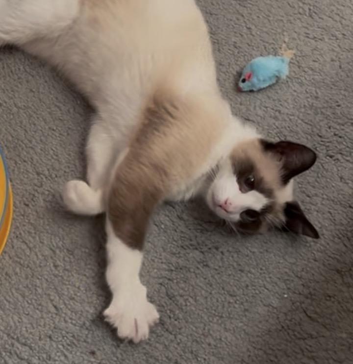 Enlarge Dash (and I am dashing!), an adopted mixed breed in Houston, TX image 3/5