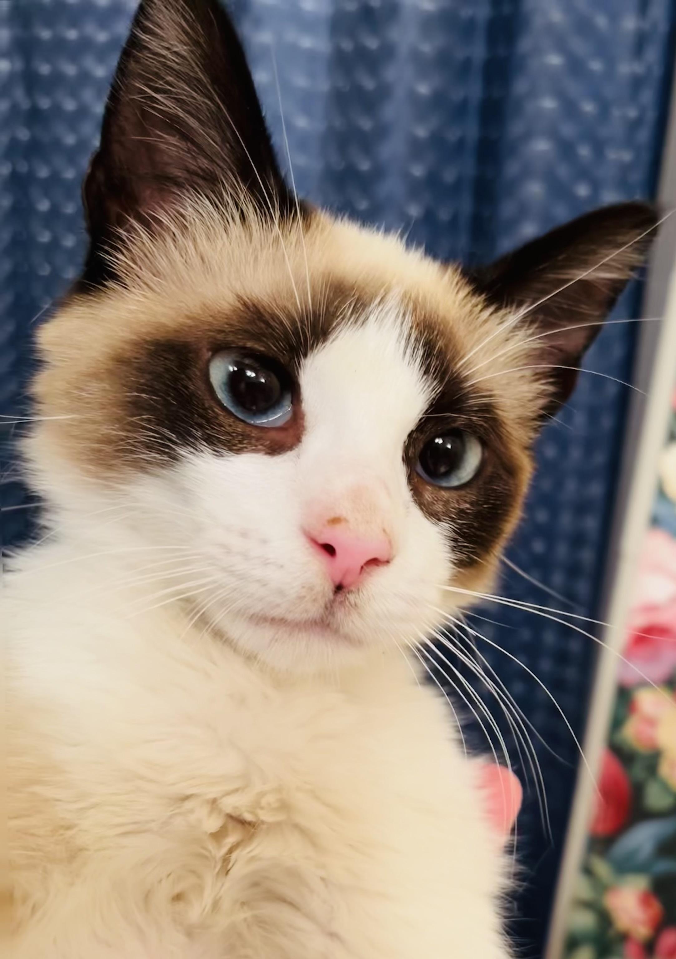 Enlarge Dash (and I am dashing!), an adopted mixed breed in Houston, TX image 2/5