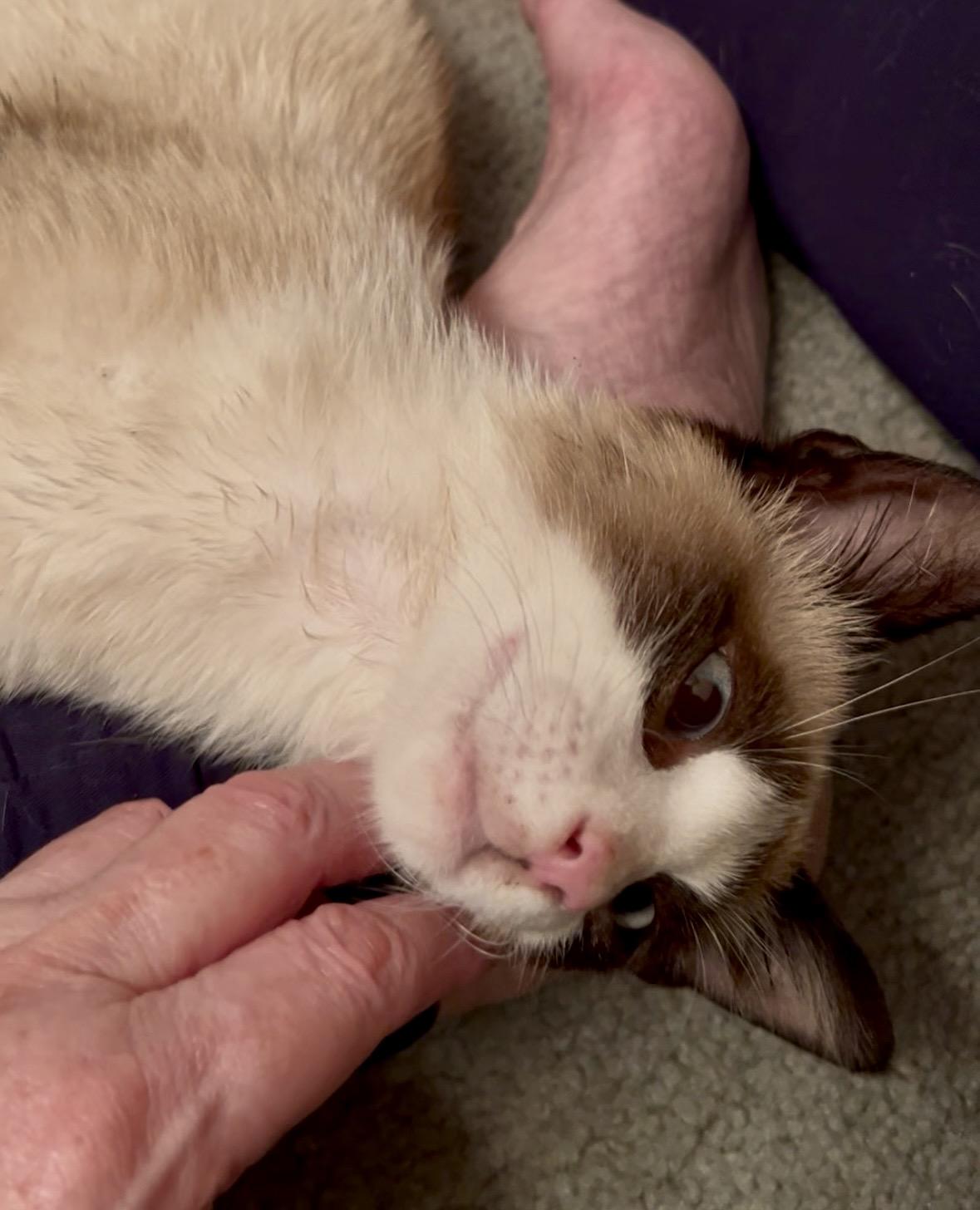 Enlarge Dash (and I am dashing!), an adopted mixed breed in Houston, TX image 5/5