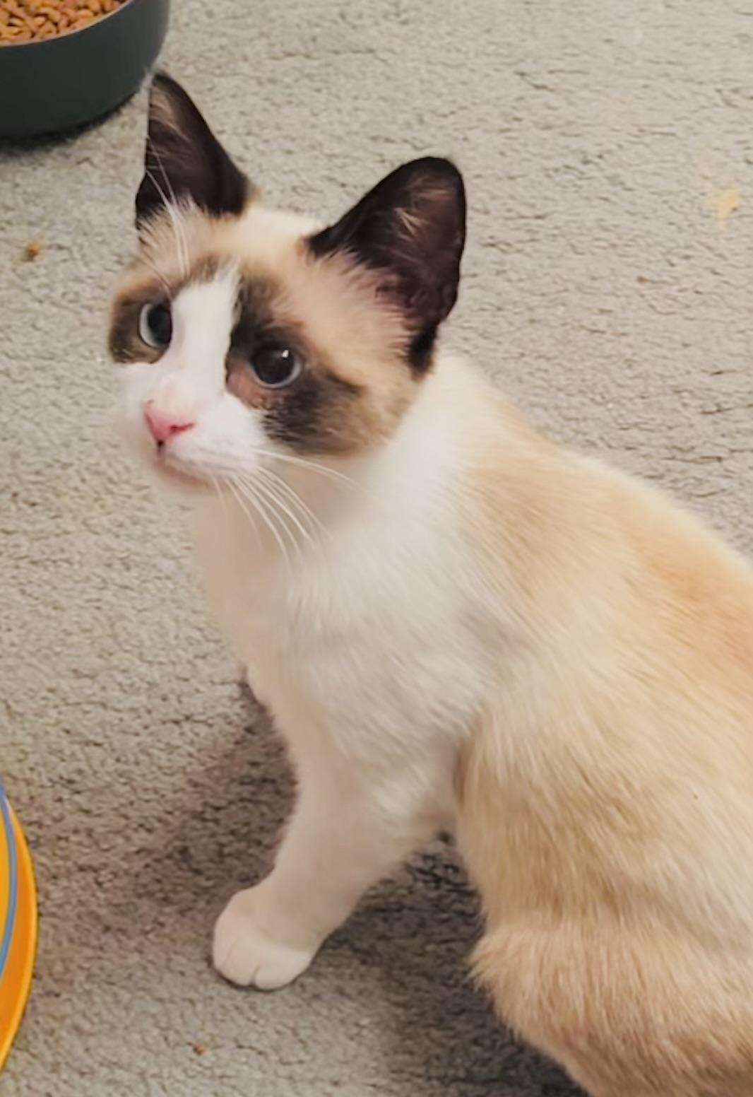 Enlarge Dash (and I am dashing!), an adopted mixed breed in Houston, TX image 4/5