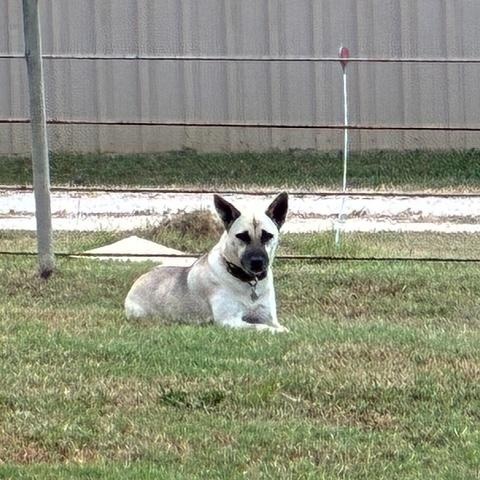 Enlarge Peanut, a Adoptable mixed breed in Corsicana, TX image 3/5