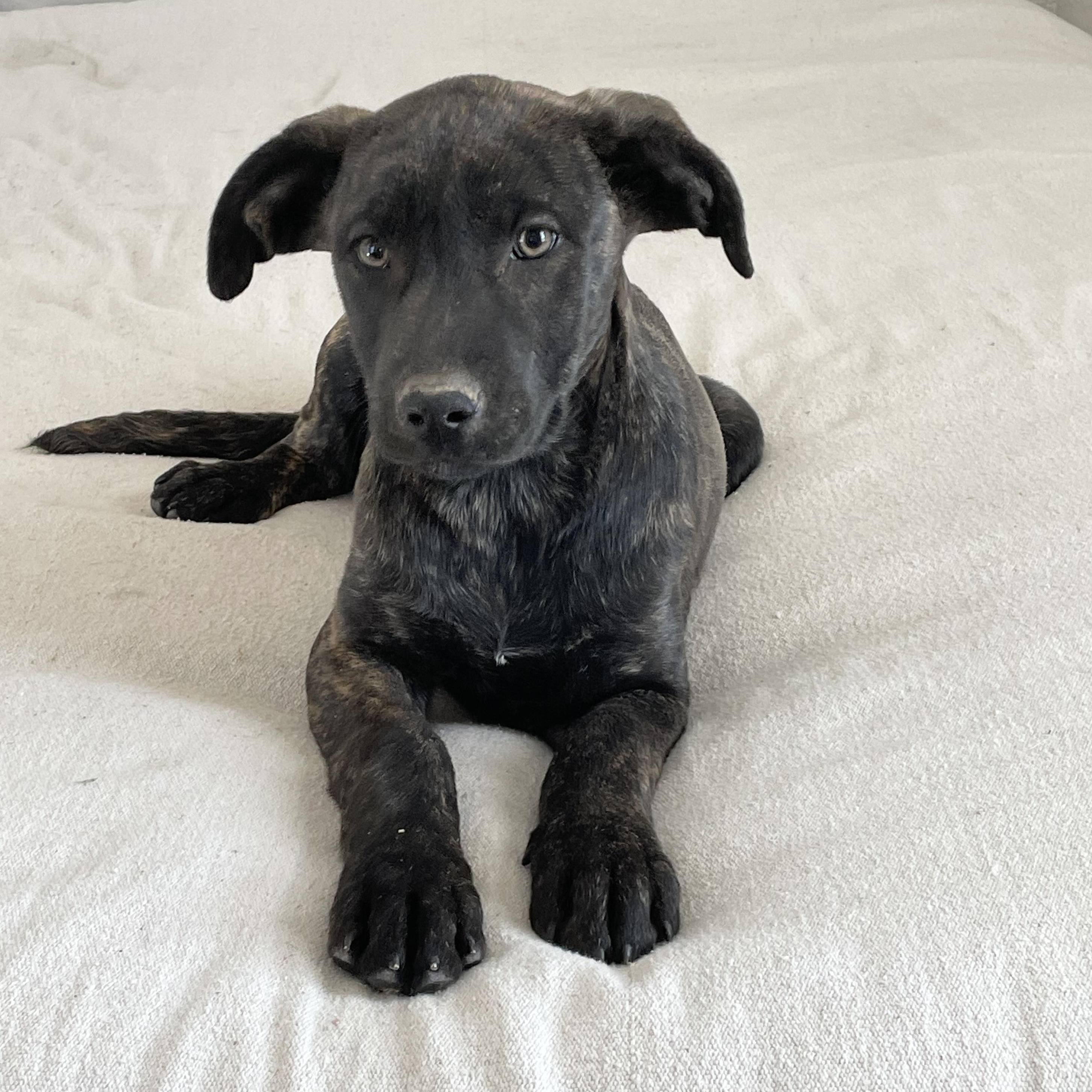 Enlarge Snuggly Sanger , a ADOPTABLE mixed breed in West Hartford , CT image 5/5