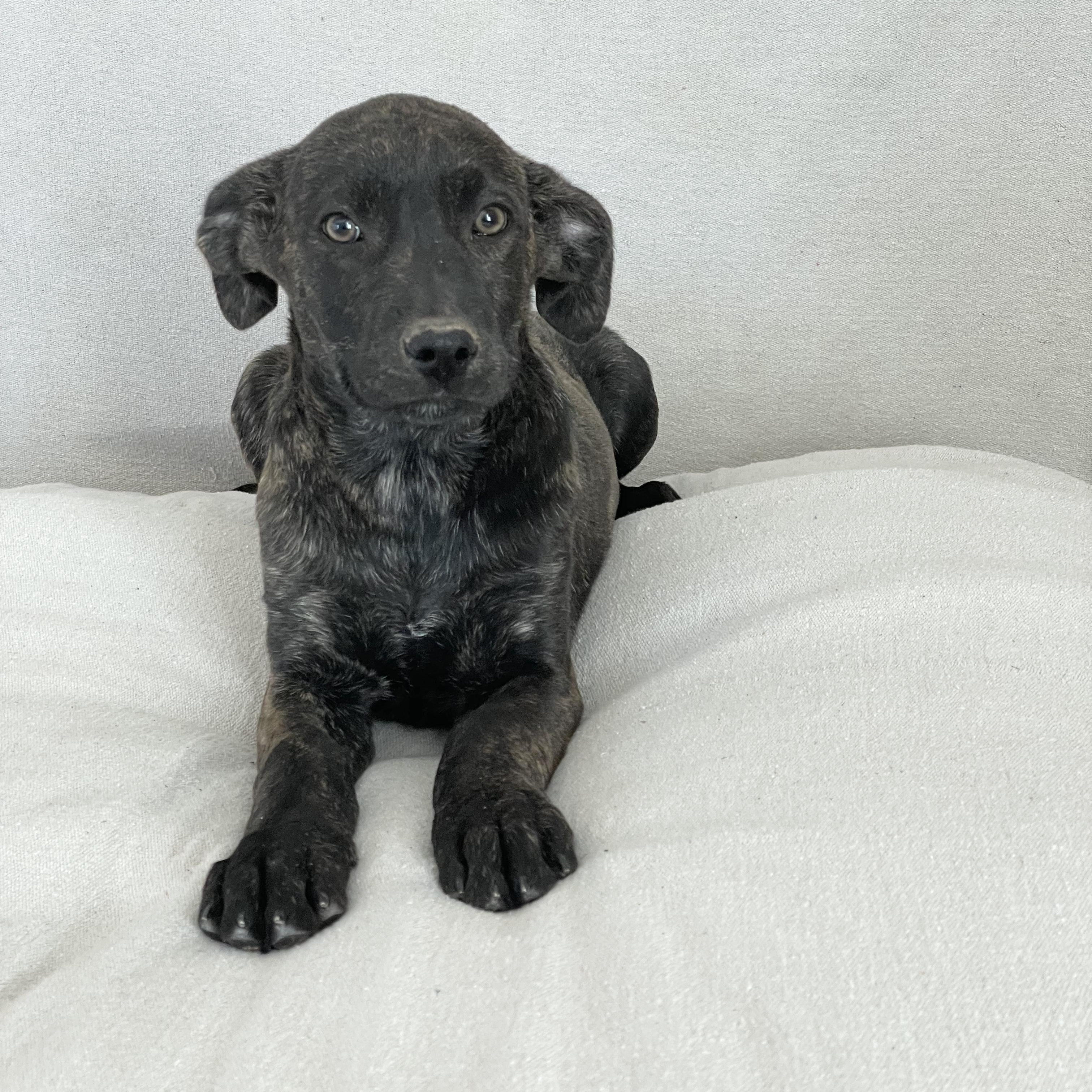 Enlarge Snuggly Sanger , a ADOPTABLE mixed breed in West Hartford , CT image 4/5