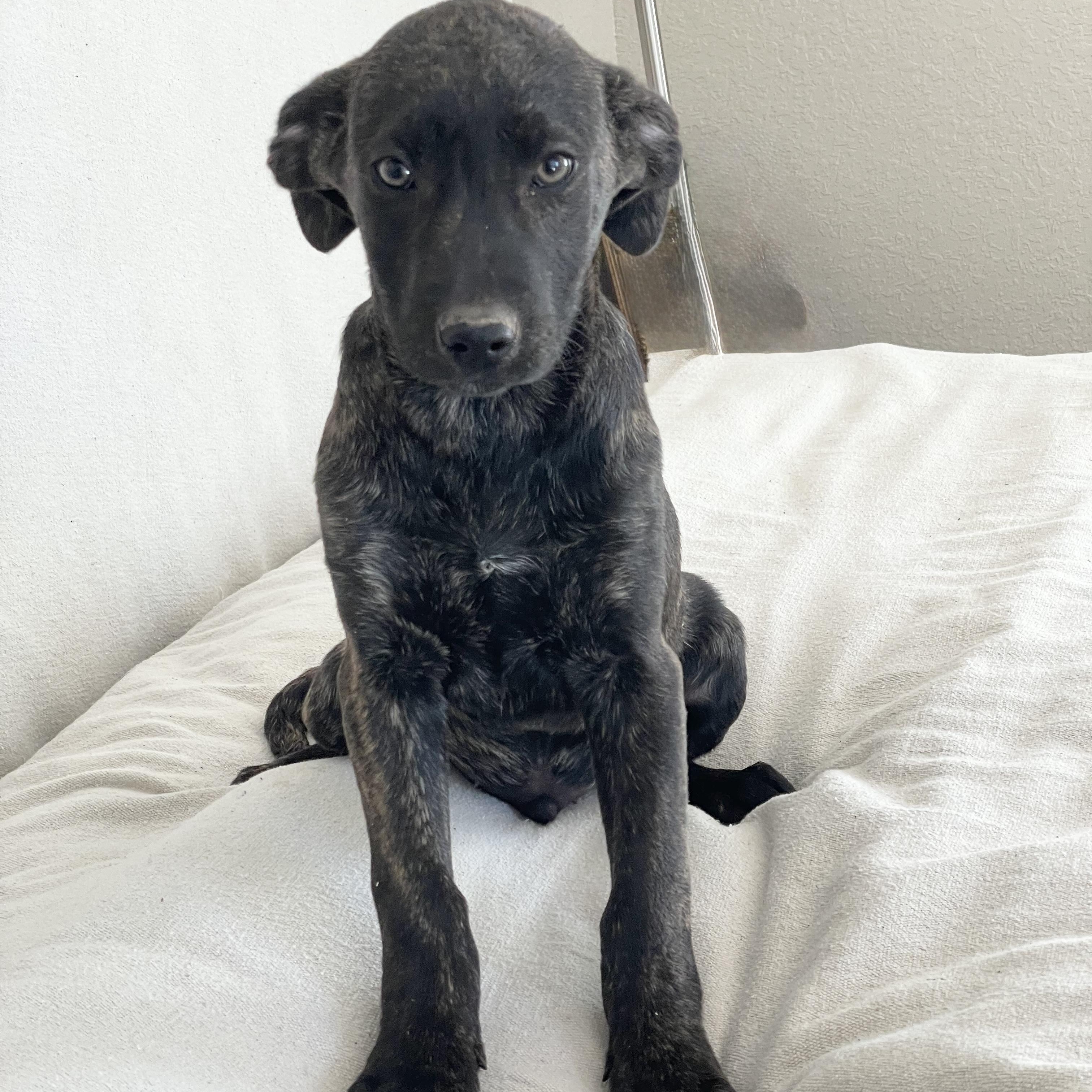 Enlarge Snuggly Sanger , a ADOPTABLE mixed breed in West Hartford , CT image 3/5