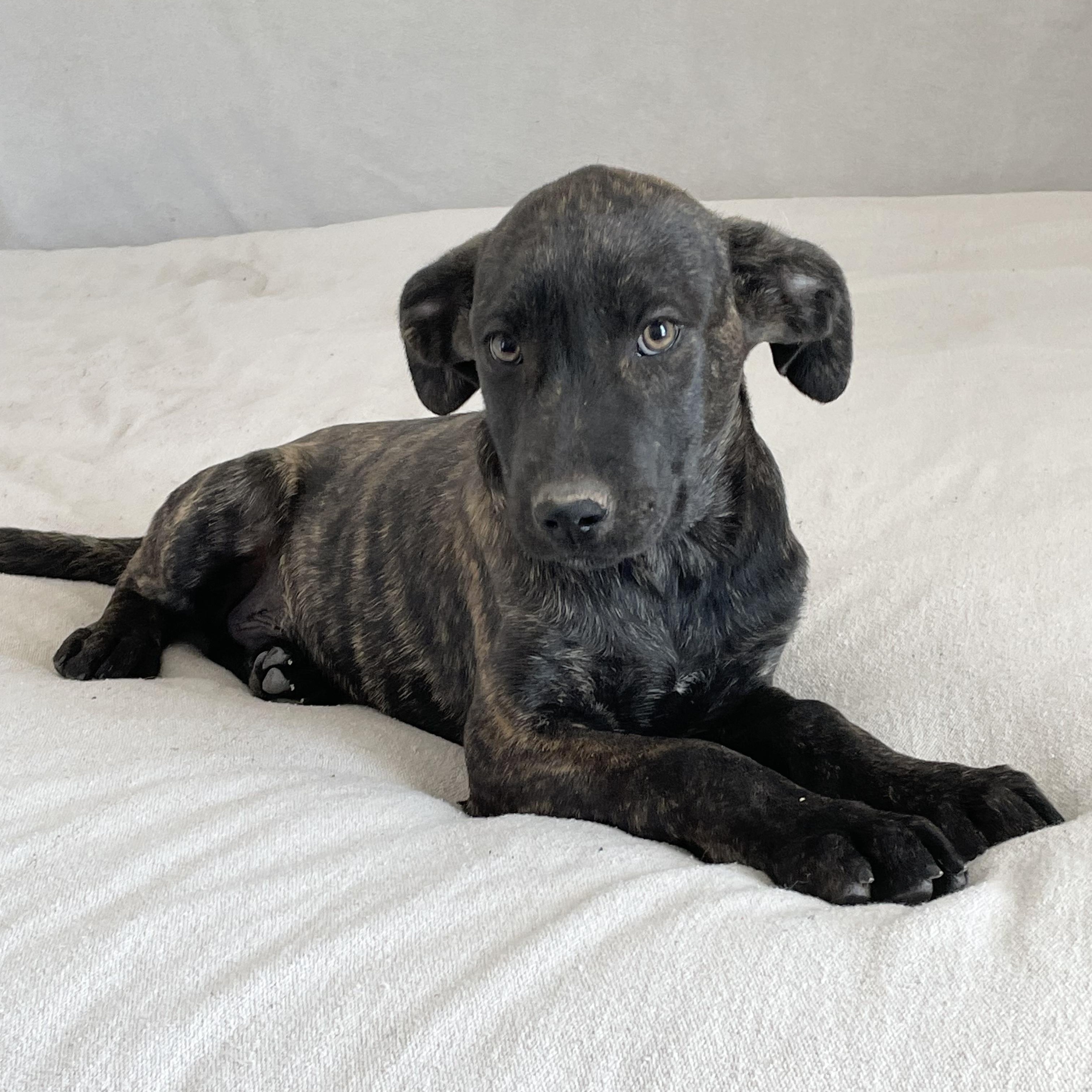 Enlarge Snuggly Sanger , a ADOPTABLE mixed breed in West Hartford , CT image 1/5