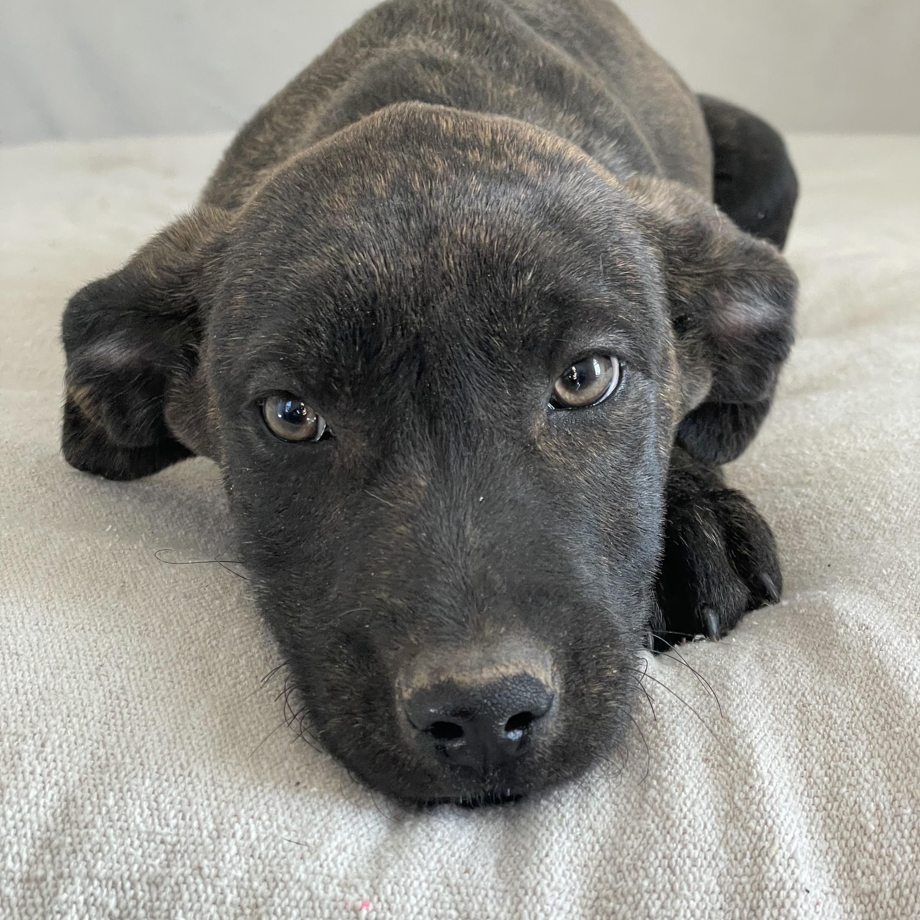 Enlarge Snuggly Sanger , a ADOPTABLE mixed breed in West Hartford , CT image 2/5